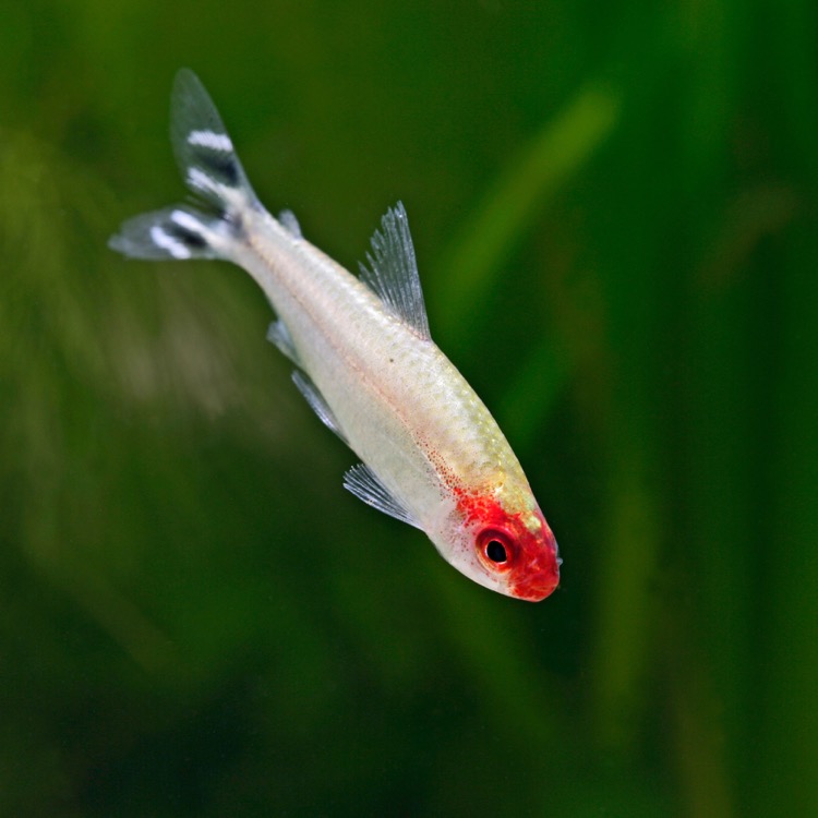 Hemigrammus Bleheri  Roodkopzalm ML #